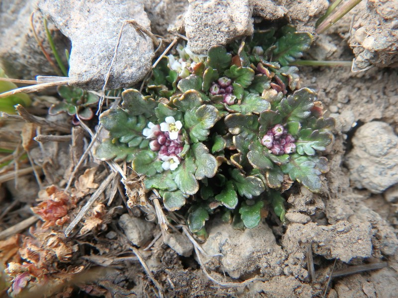 Oreophyton falcatum photo 7