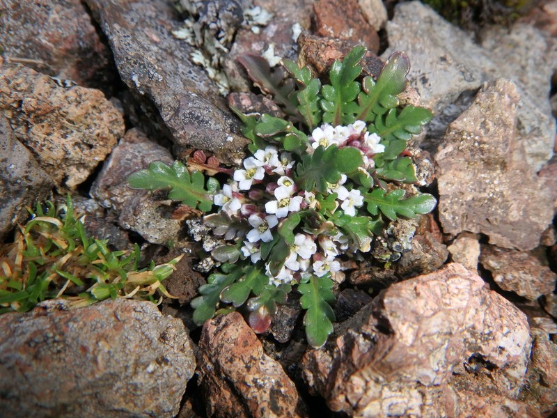 Oreophyton falcatum photo 8