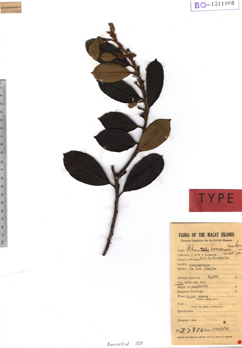 Oreorhamnus serrulata