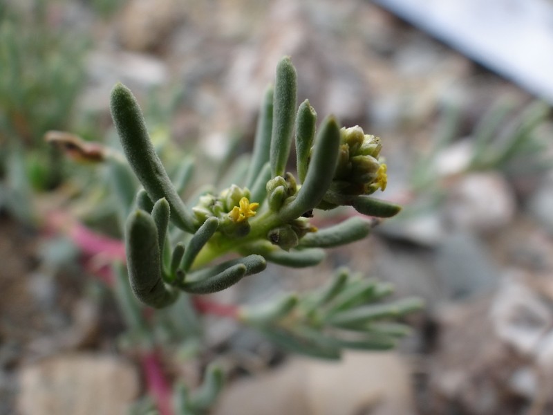 Oreosalsola abrotanoides