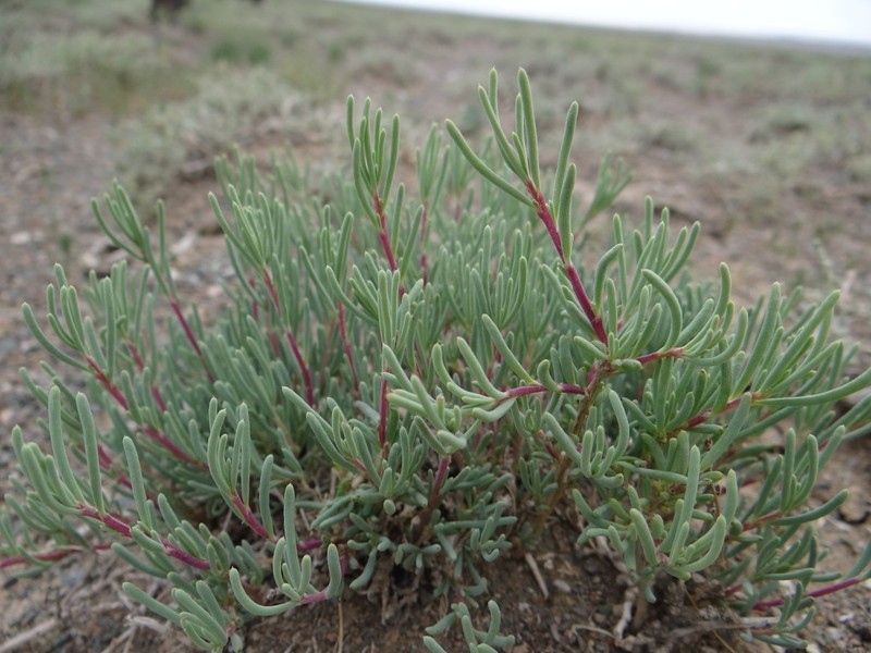 Oreosalsola abrotanoides photo 2