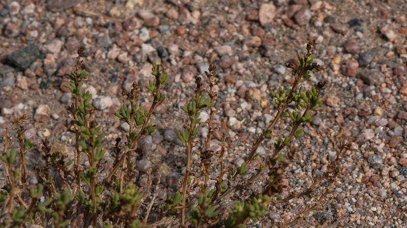 Oreosalsola abrotanoides photo 3