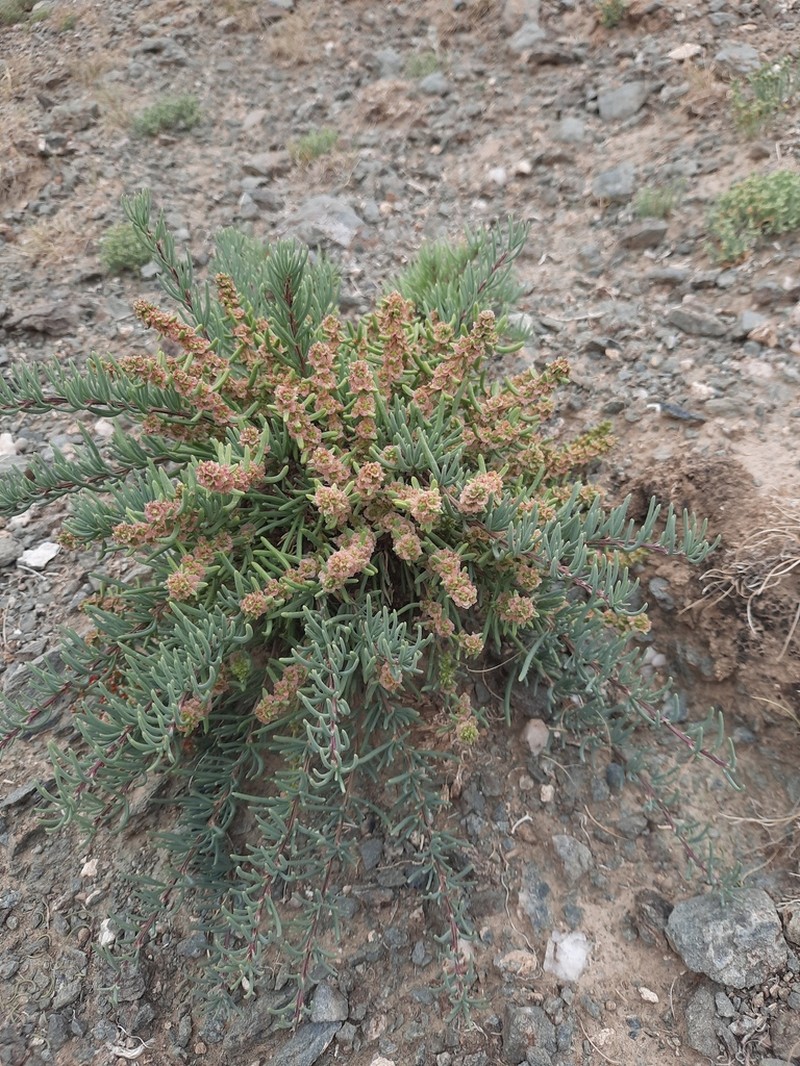 Oreosalsola abrotanoides photo 4