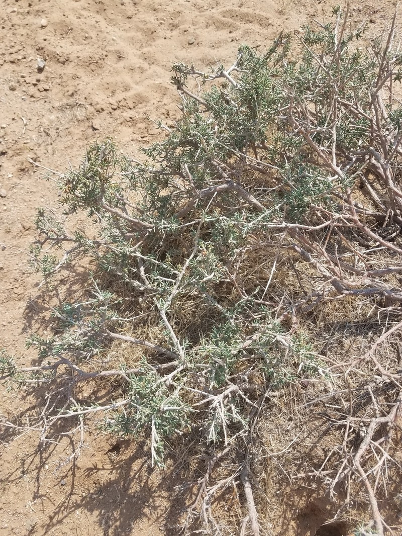 Oreosalsola abrotanoides photo 5