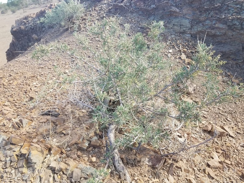 Oreosalsola abrotanoides photo 6