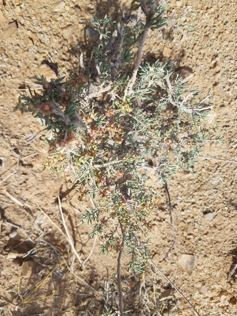 Oreosalsola abrotanoides photo 7