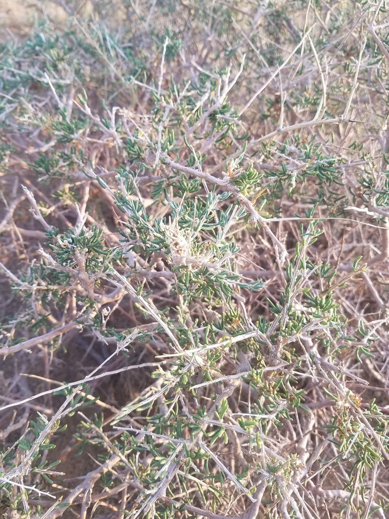 Oreosalsola abrotanoides photo 8