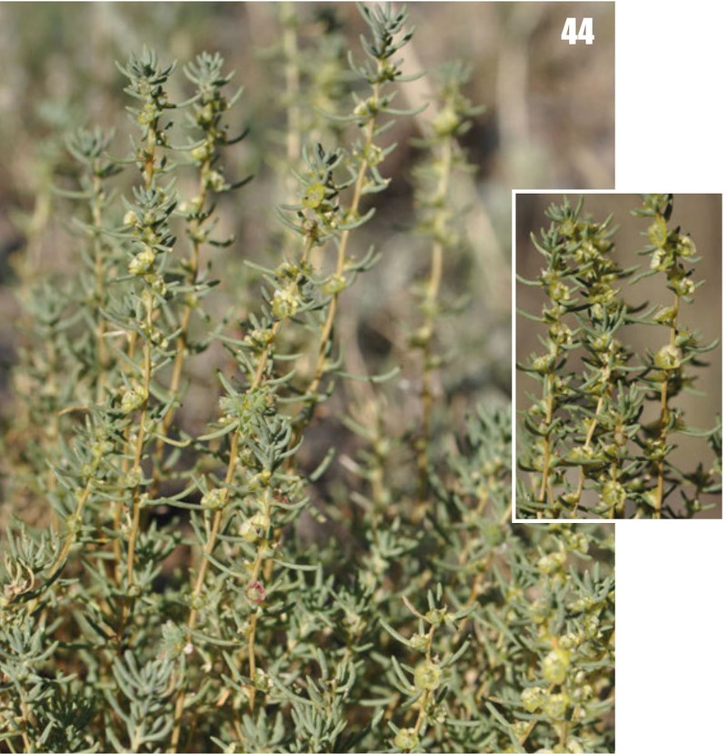 Oreosalsola drobovii