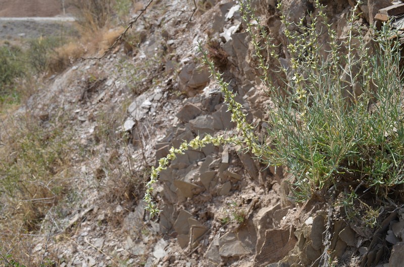 Oreosalsola montana