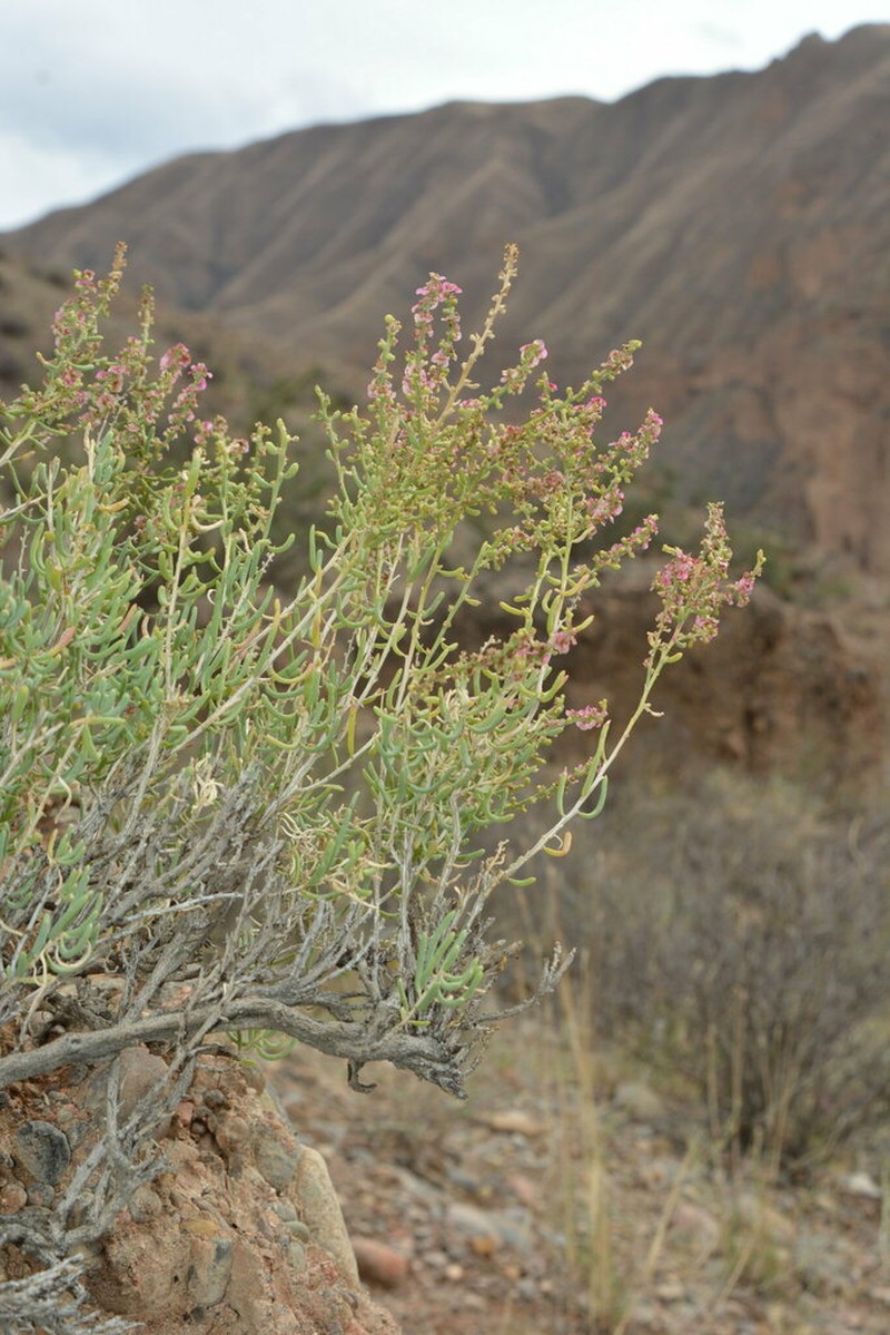 Oreosalsola pachyphylla