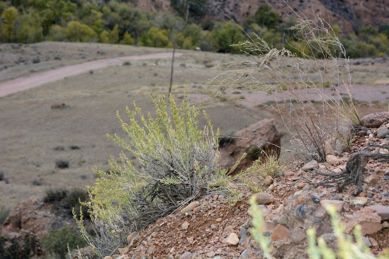 Oreosalsola pachyphylla photo 2