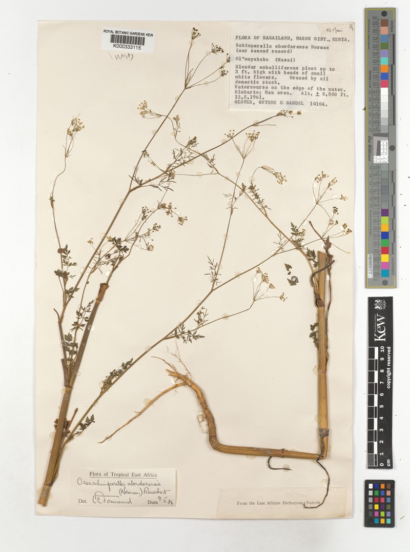 Oreoschimperella aberdarensis