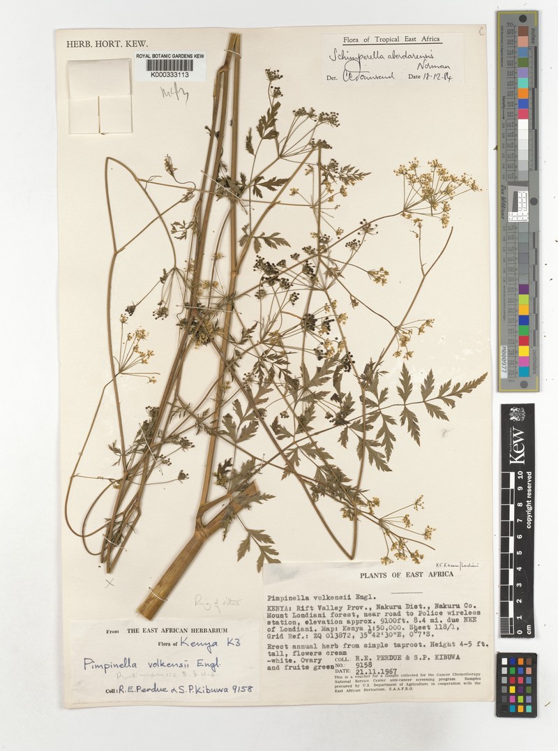 Oreoschimperella aberdarensis photo 2