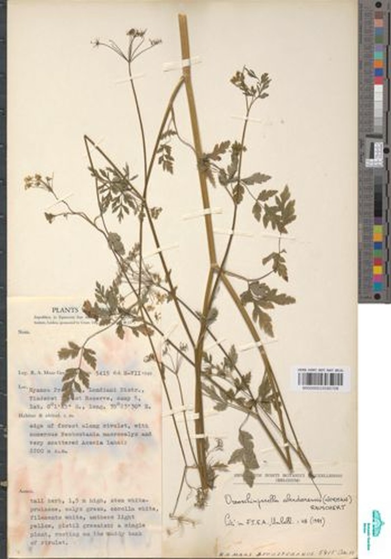 Oreoschimperella aberdarensis photo 3