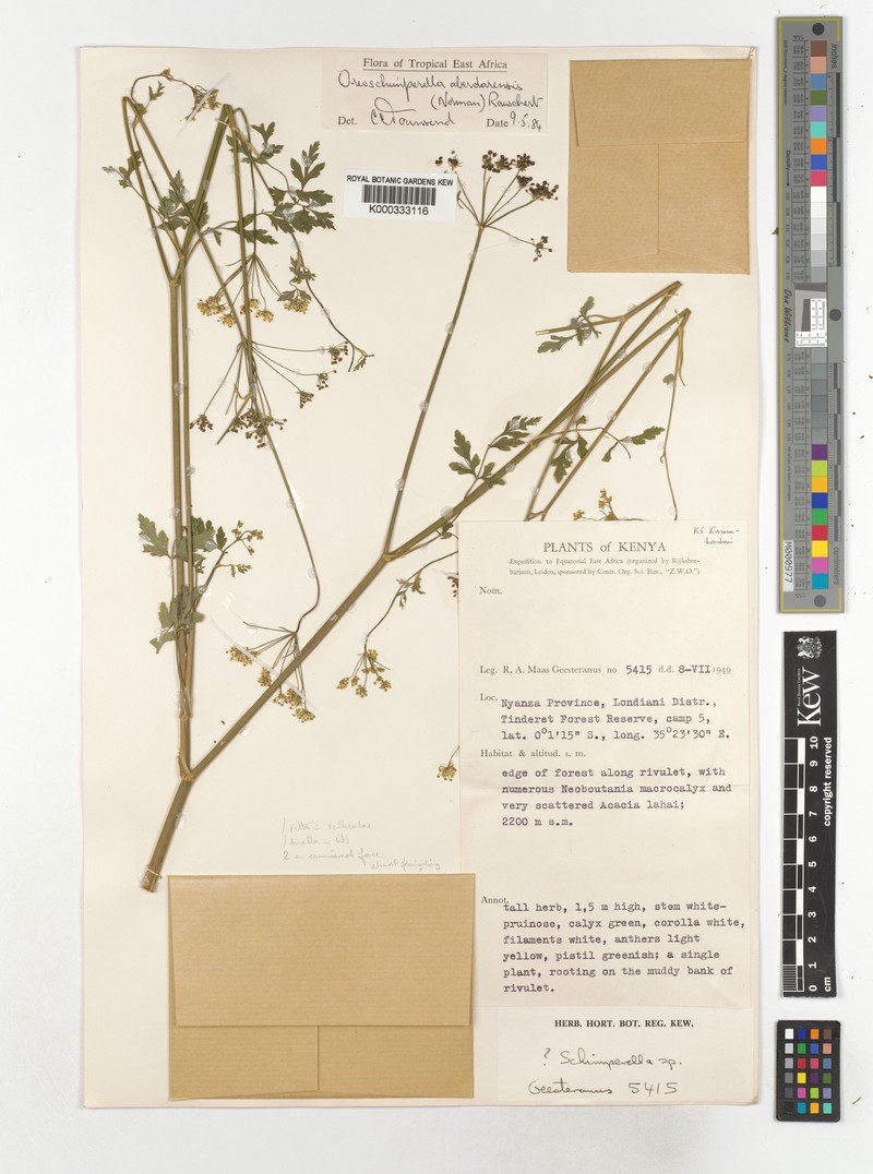 Oreoschimperella aberdarensis photo 4