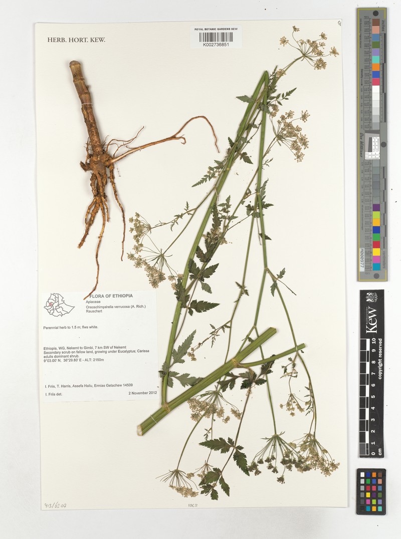 Oreoschimperella verrucosa