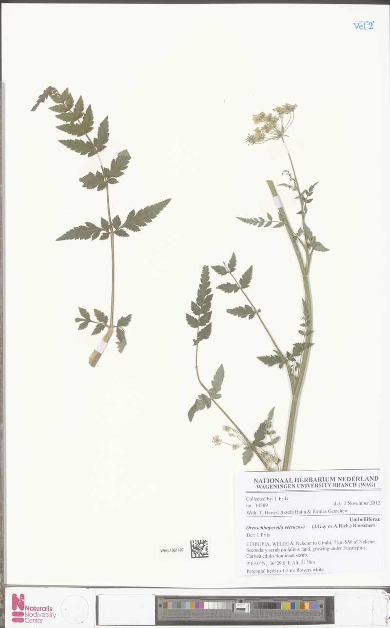 Oreoschimperella verrucosa photo 3