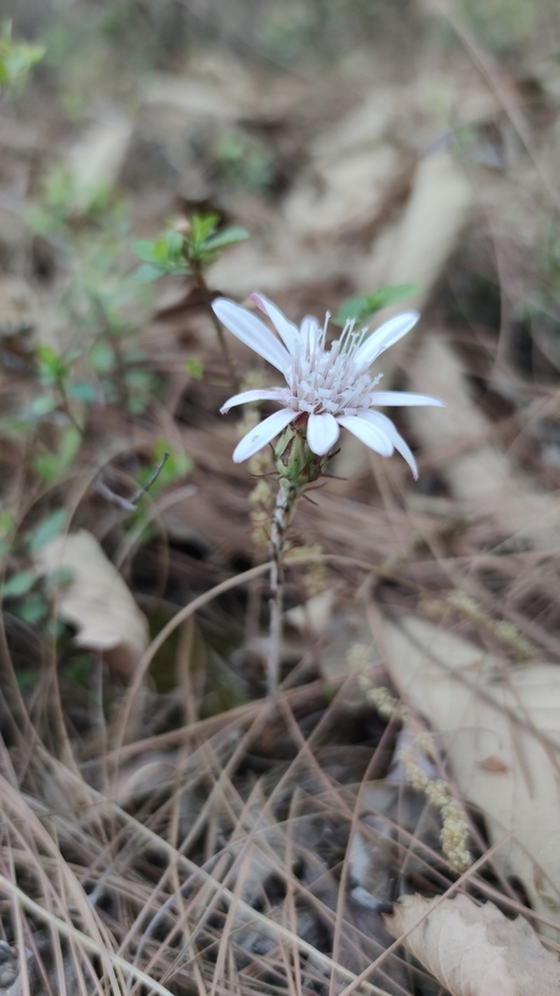 Oreoseris delavayi