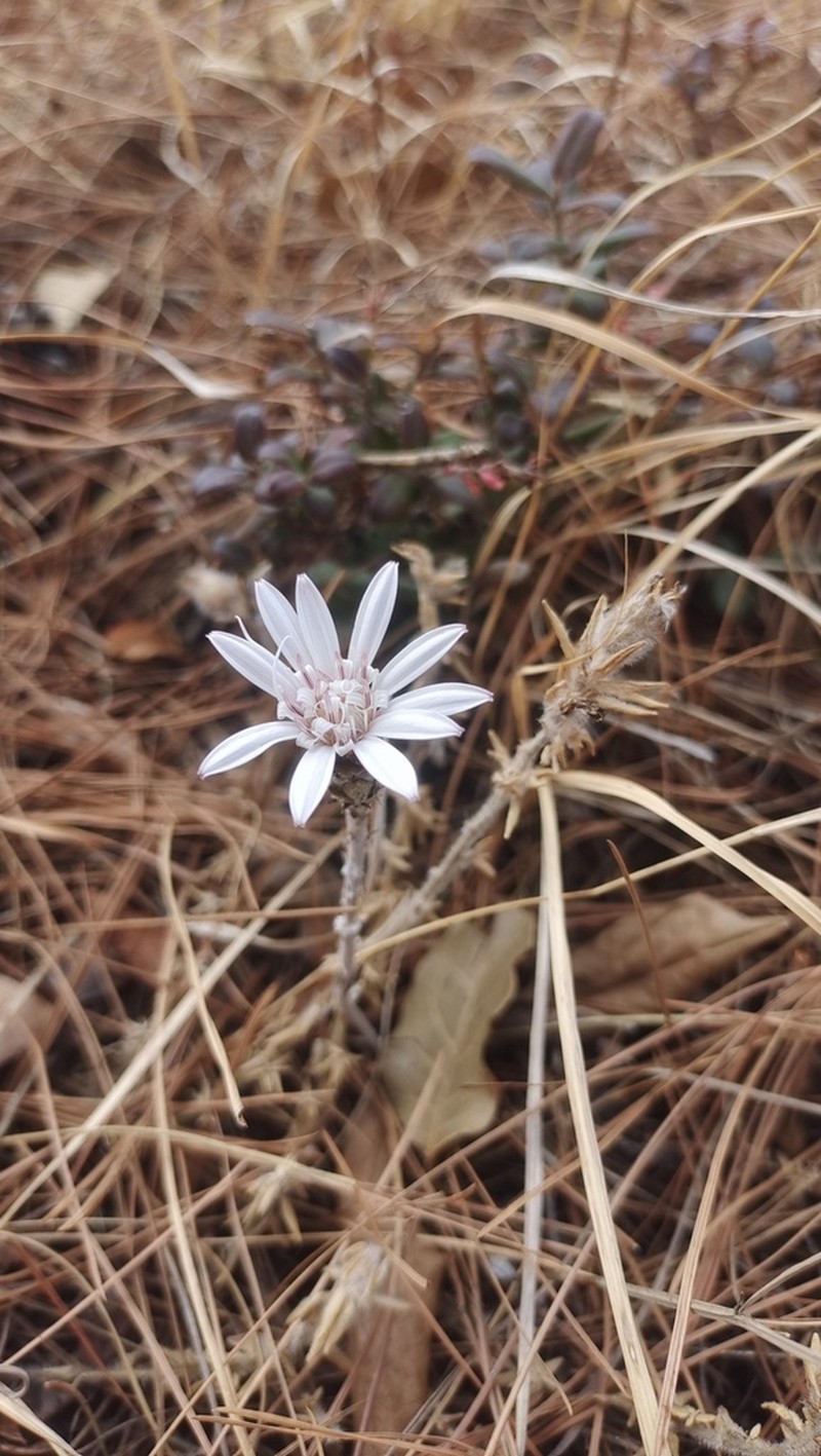 Oreoseris delavayi photo 2