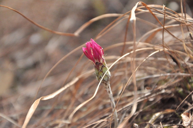 Oreoseris delavayi photo 3