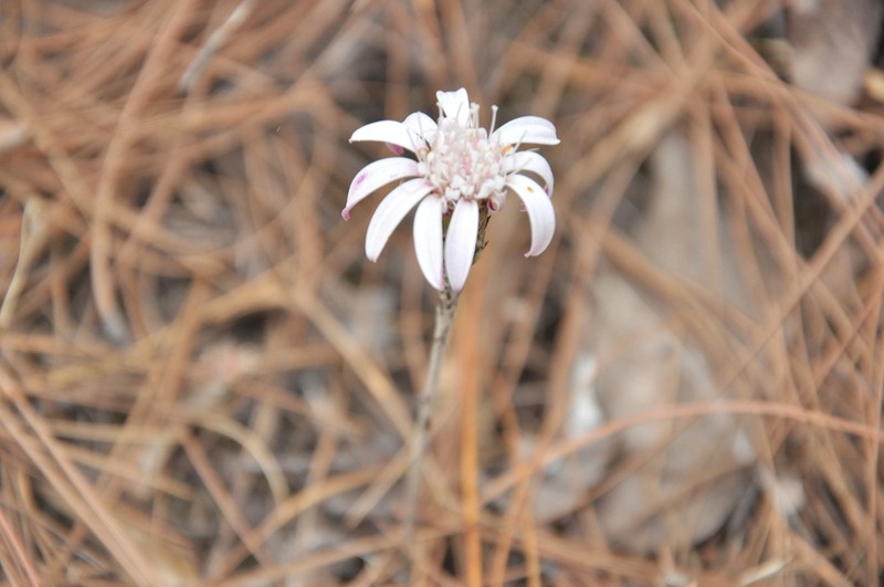 Oreoseris delavayi photo 4