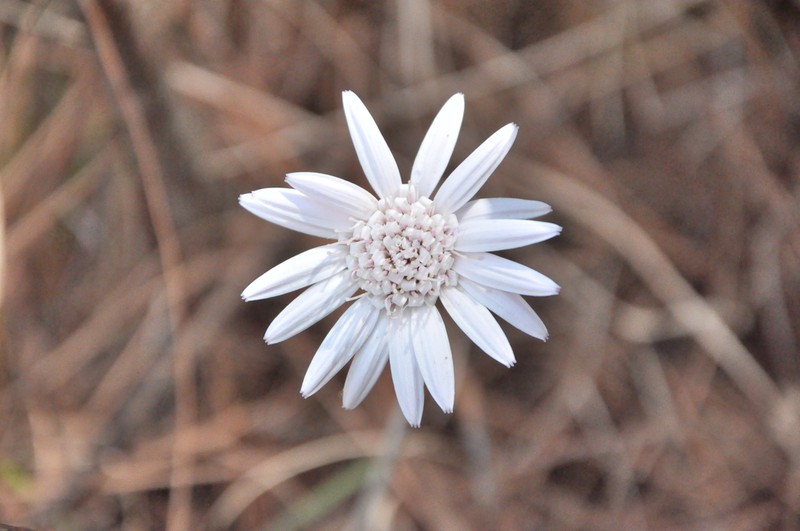 Oreoseris delavayi photo 5
