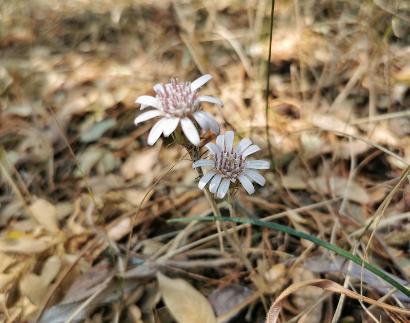 Oreoseris delavayi photo 7
