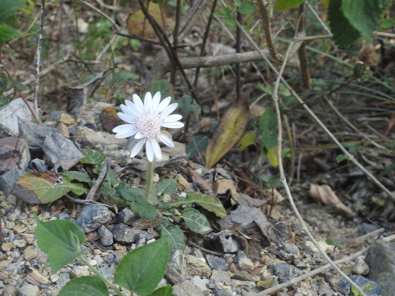 Oreoseris gossypina