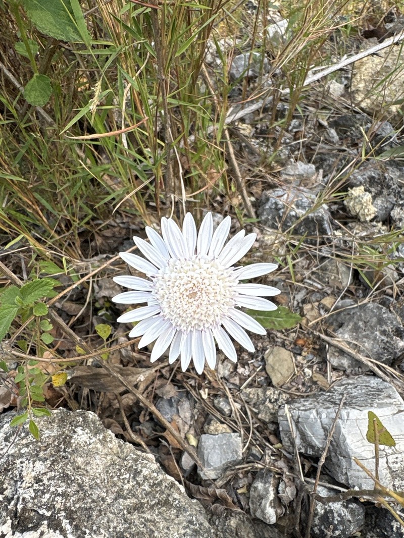 Oreoseris gossypina photo 2