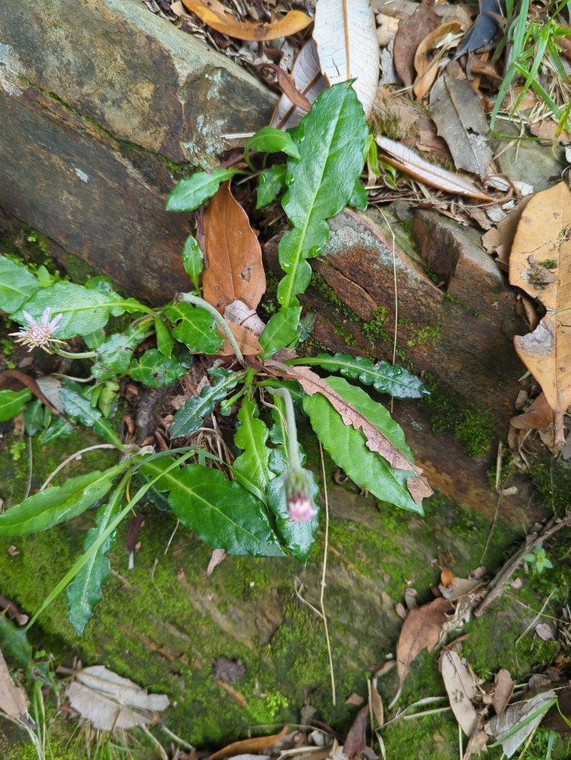 Oreoseris gossypina photo 3