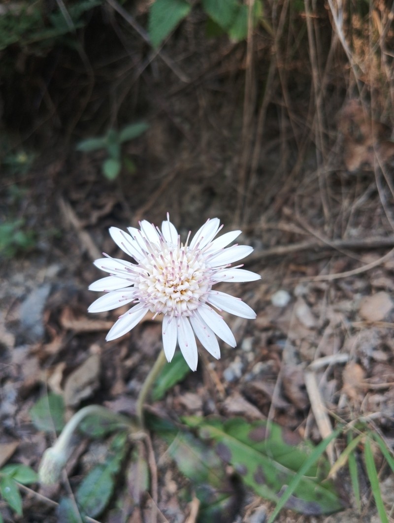 Oreoseris gossypina photo 4