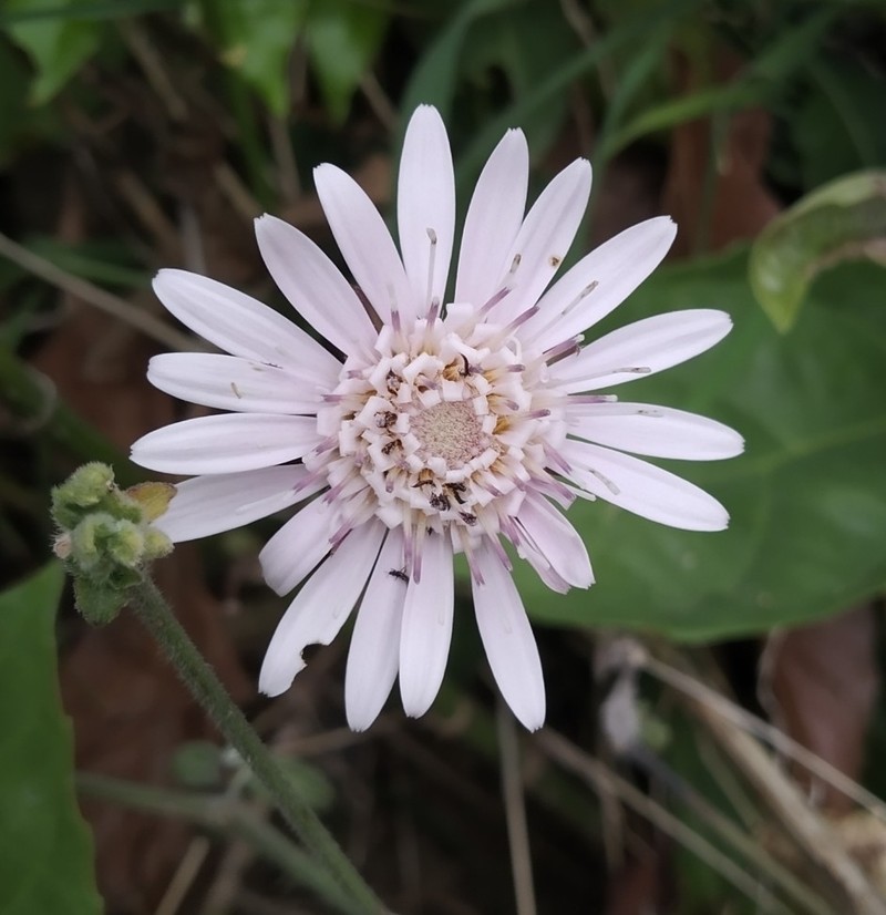 Oreoseris gossypina photo 5
