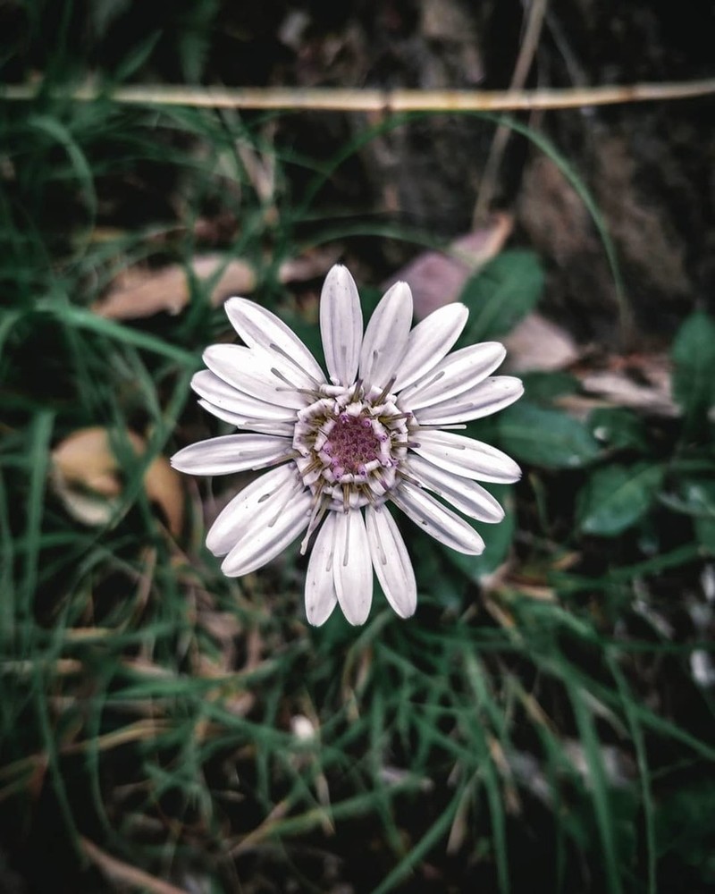Oreoseris gossypina photo 6