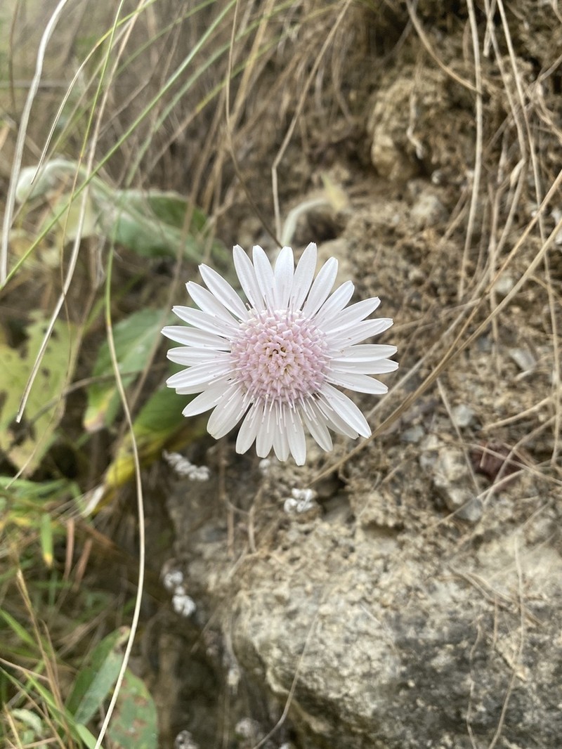 Oreoseris gossypina photo 7