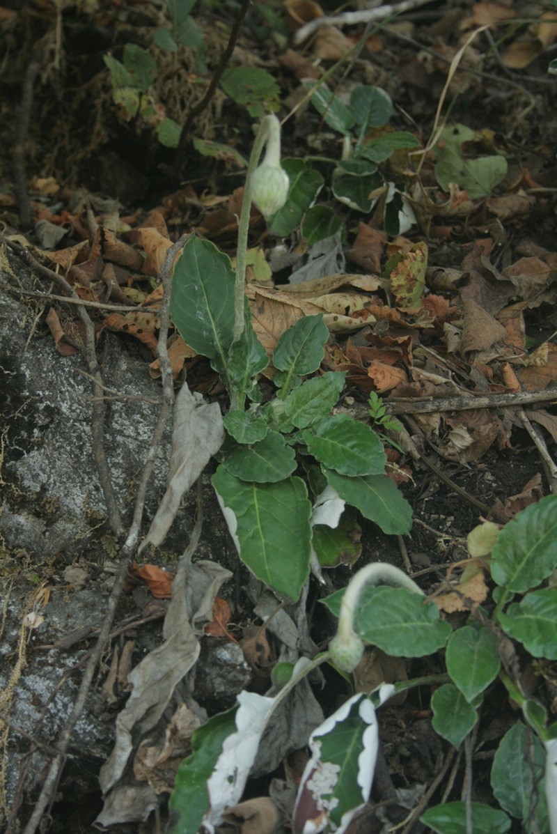 Oreoseris gossypina photo 8