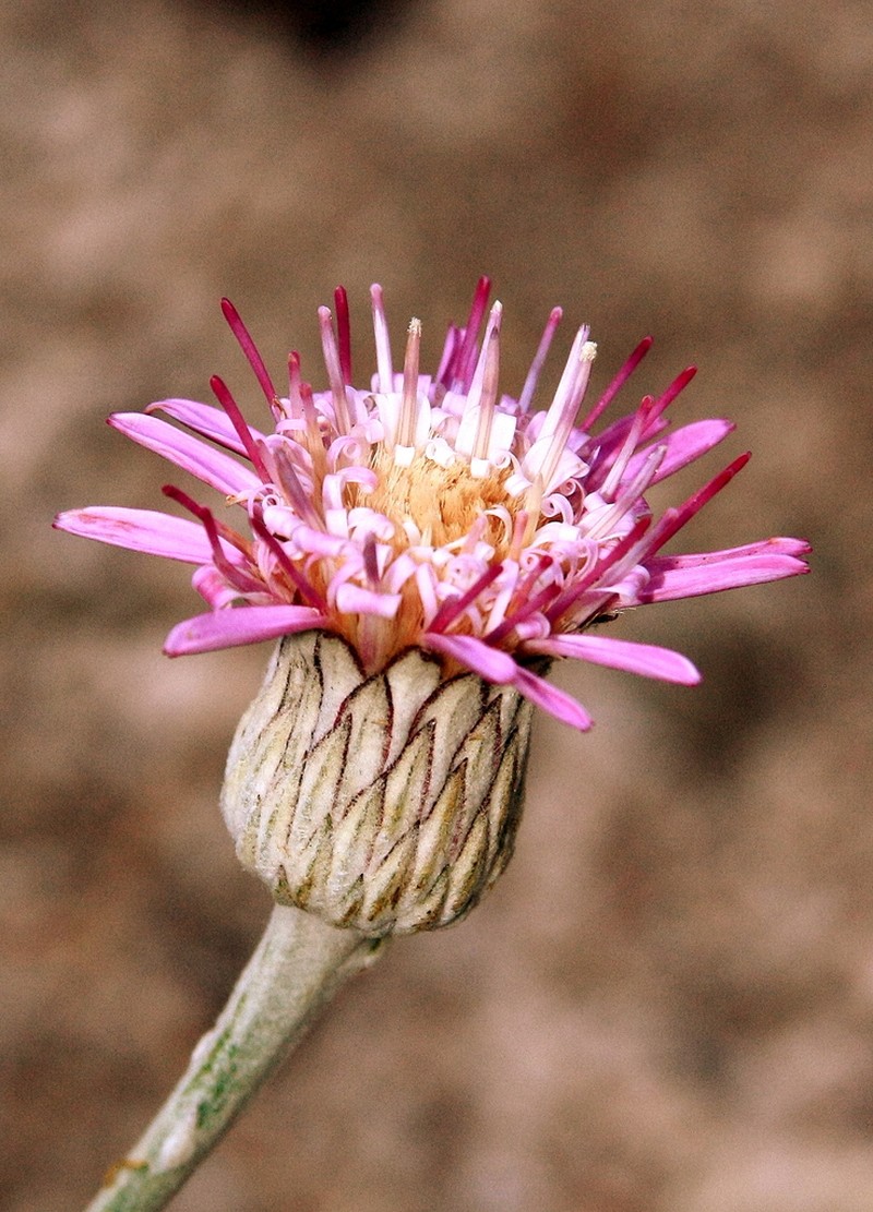 Oreoseris kokanica photo 2
