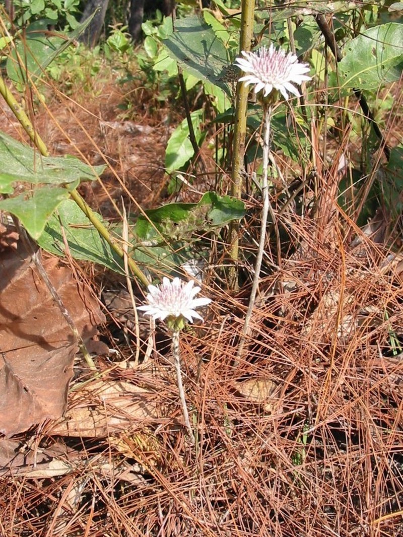 Oreoseris maxima
