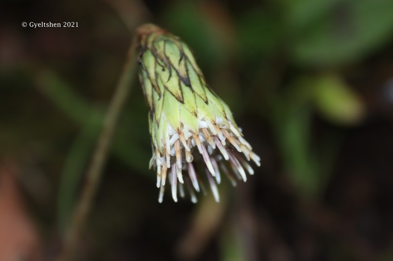 Oreoseris maxima photo 3