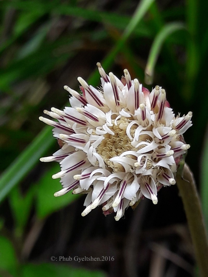 Oreoseris maxima photo 4