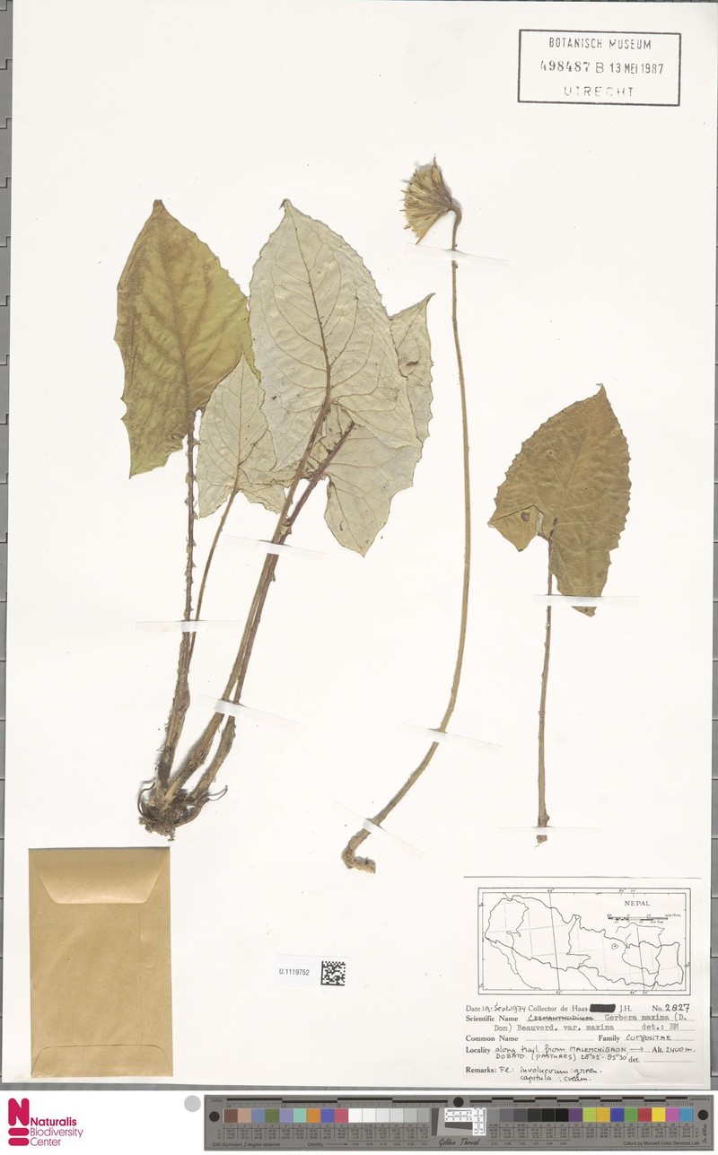 Oreoseris maxima photo 5