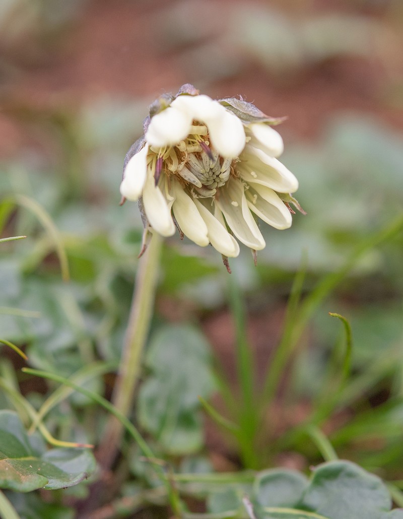 Oreoseris nivea