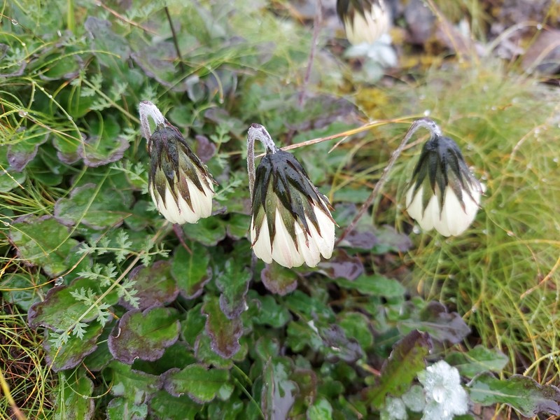 Oreoseris nivea photo 4