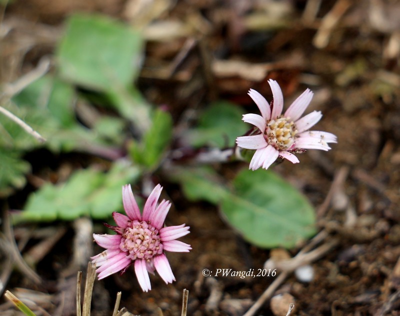 Oreoseris nivea photo 5