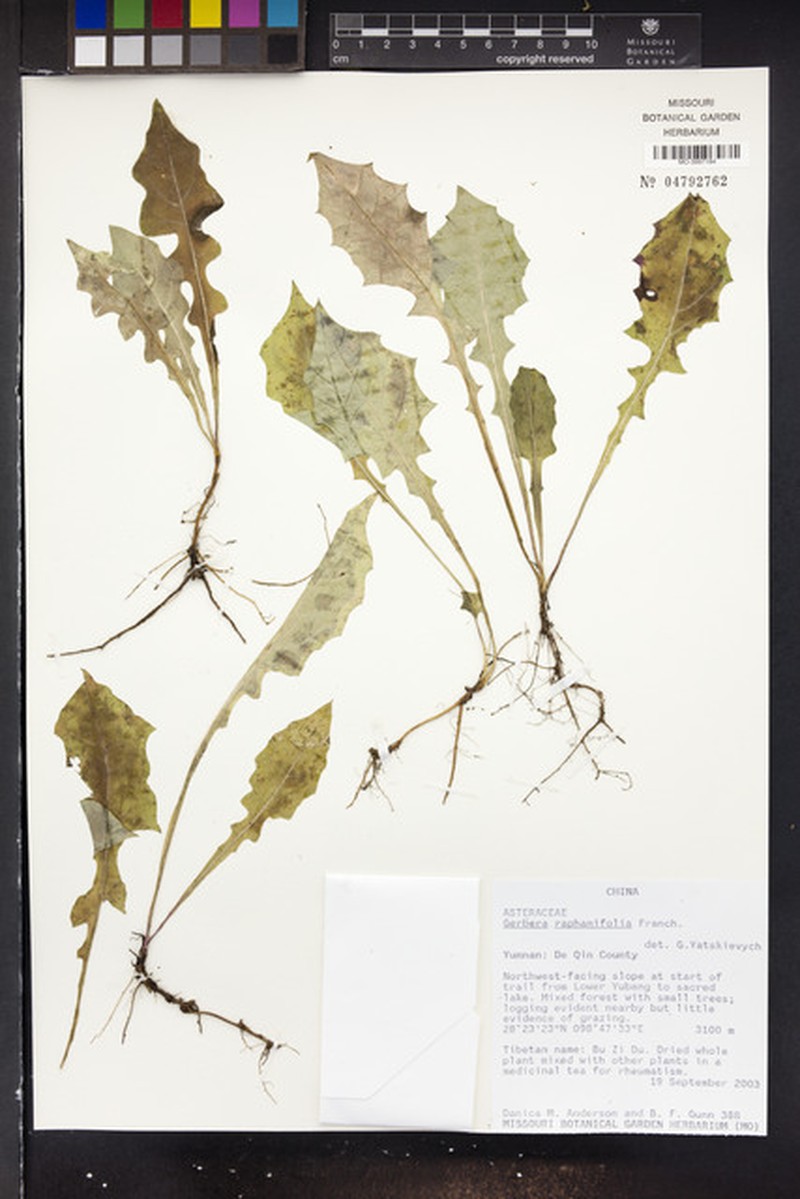 Oreoseris raphanifolia