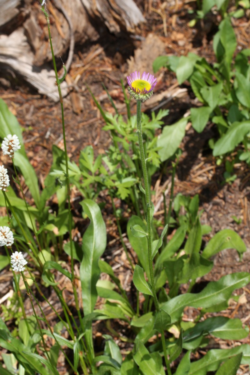 Tundra Aster