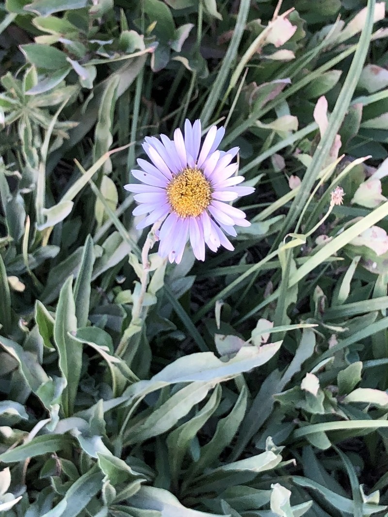 Tundra Aster photo 2