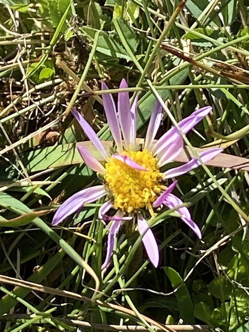Tundra Aster photo 3