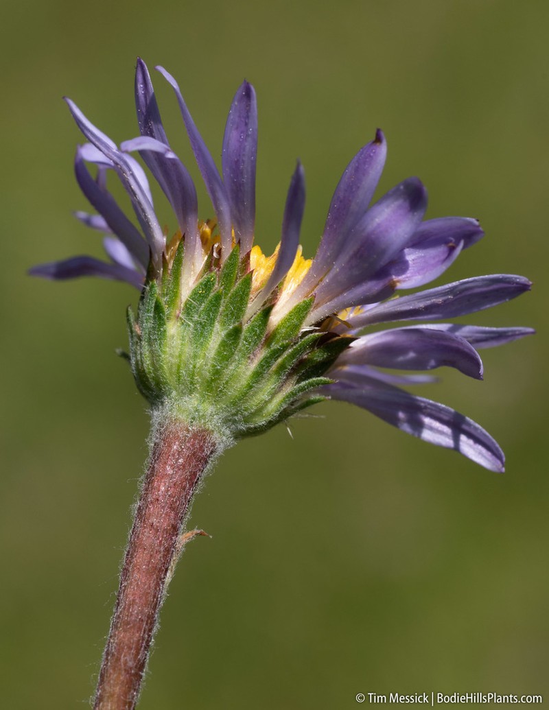 Tundra Aster photo 4
