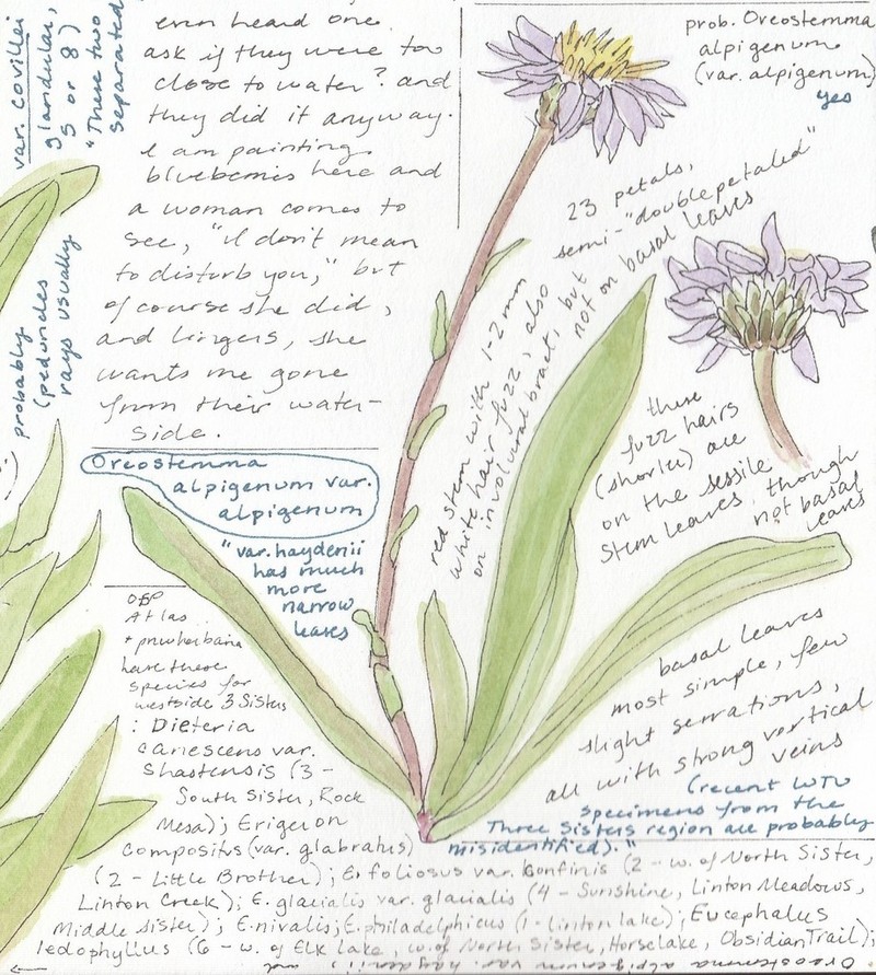 Tundra Aster photo 5