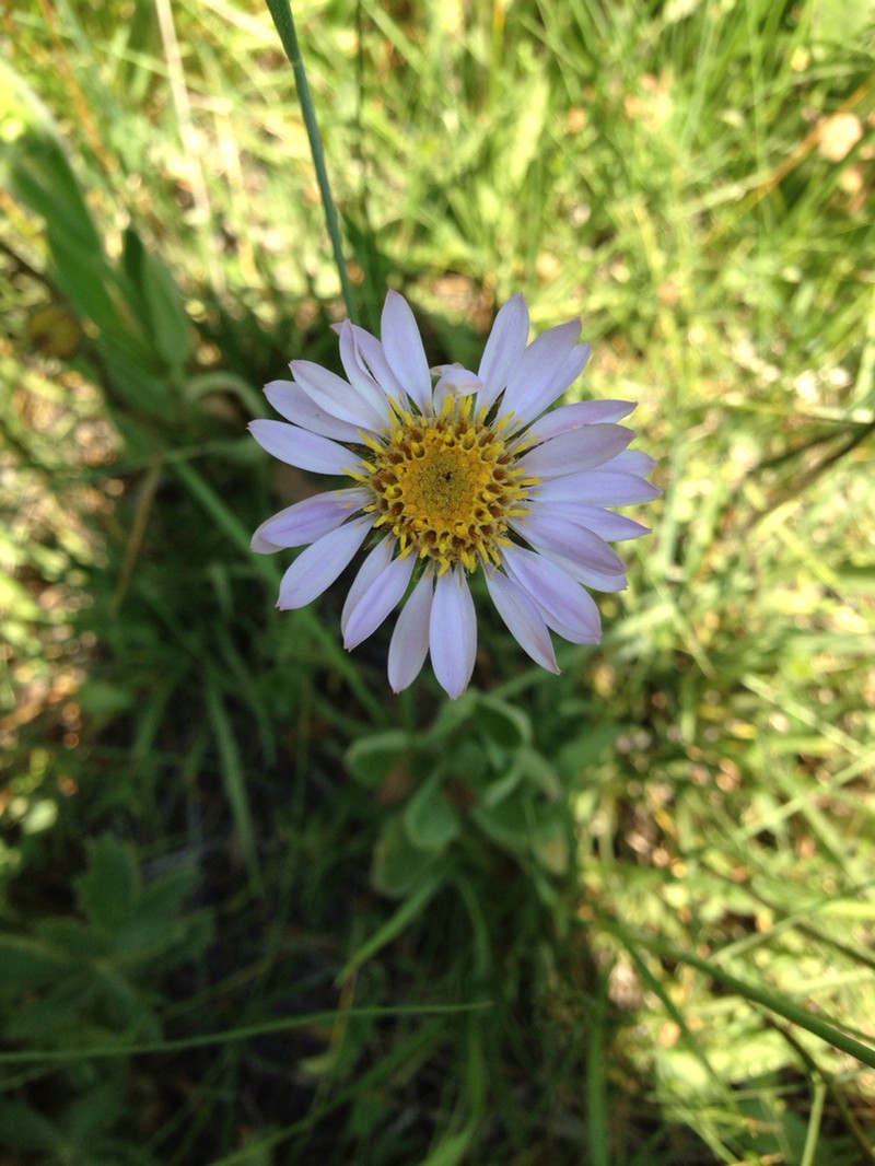 Tundra Aster photo 6